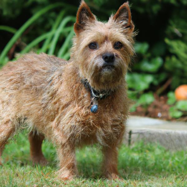 Norfolk Terrier